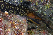 Enchelycore anatina Murene tigre-Acores St maria Penedia-18m-20170821-Denis-ADER-DSC_9889_tn_tn